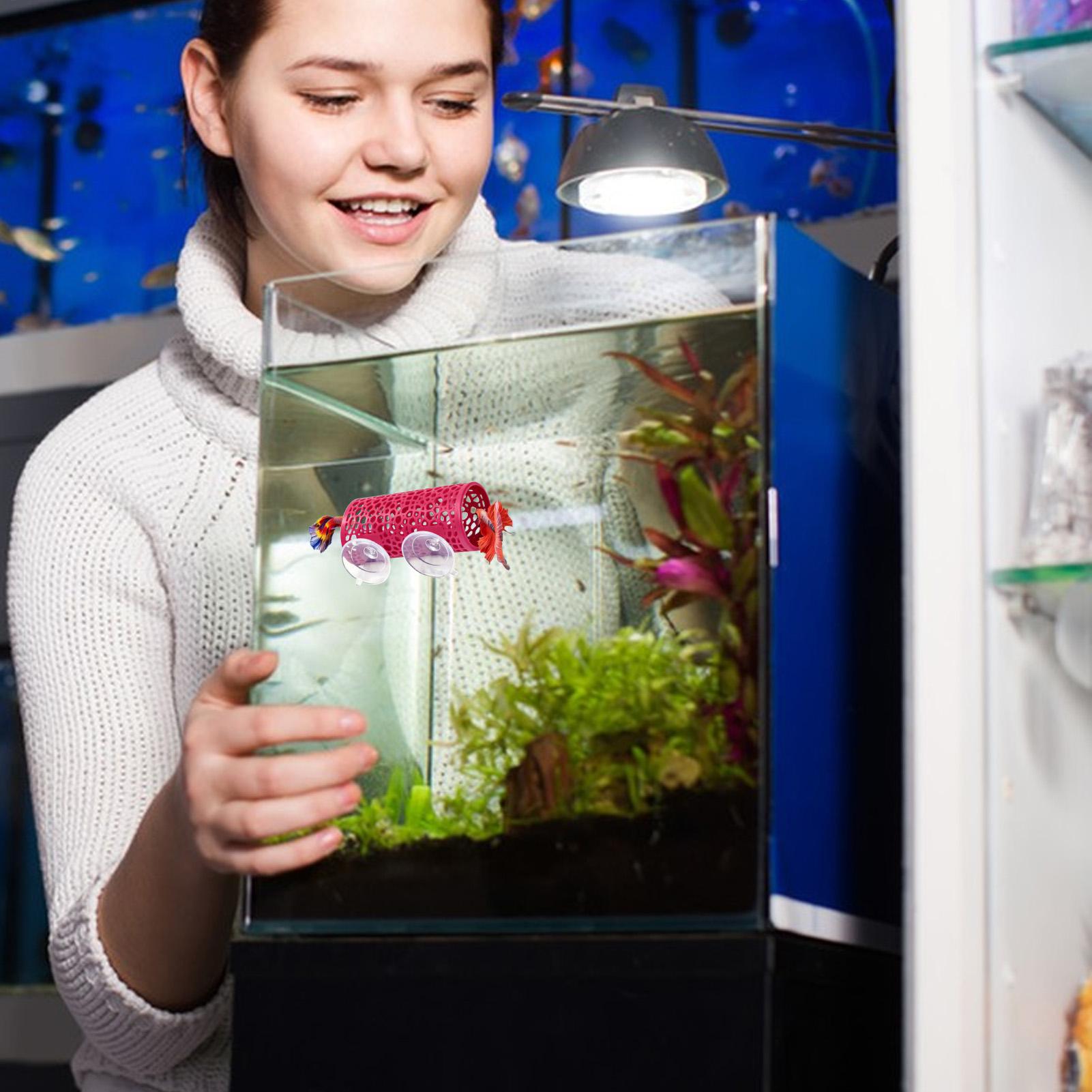 Betta-Habitat, Ruheplatz, Orna – Betta Fish Tank Bewertung und Preis