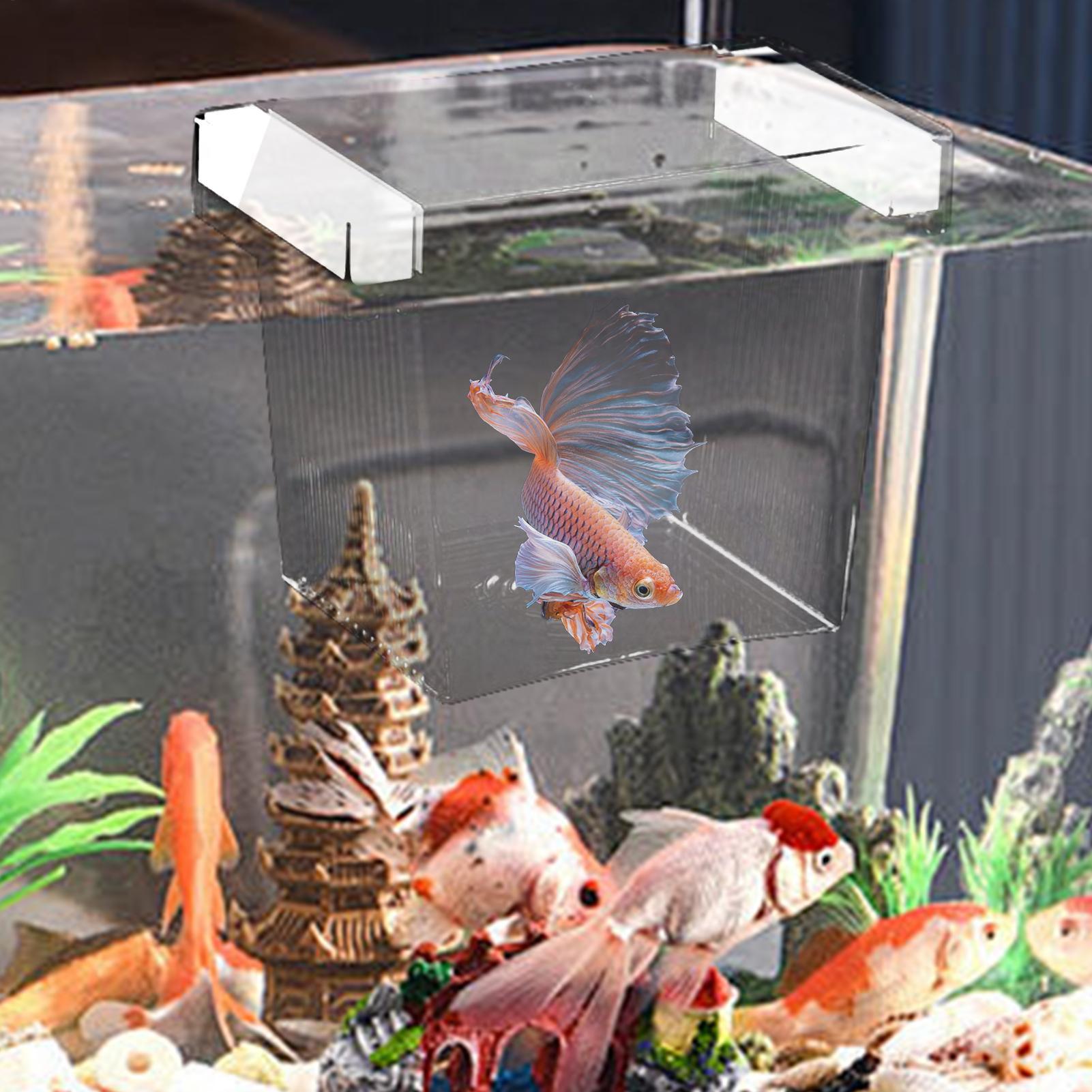 Schwimmende Fischzucht-Isolier – Betta Fish Tank Bewertung und Preis
