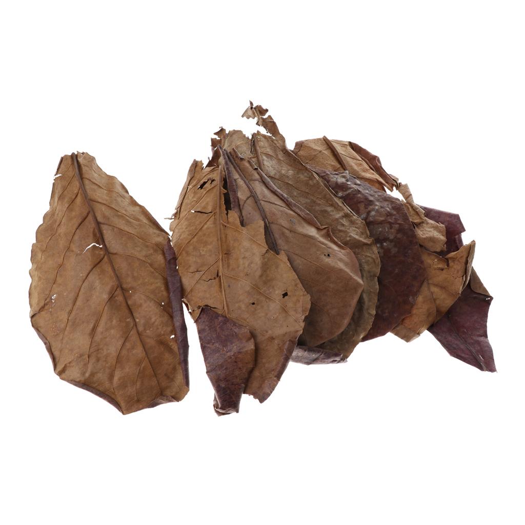 Fischaquarien Indische Mandelb – Betta Fish Tank Bewertung und Preis