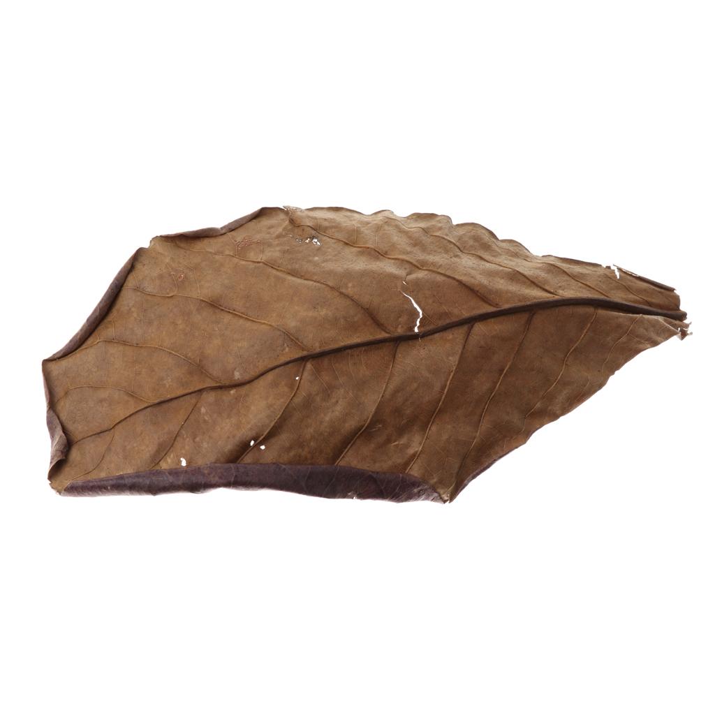 Fischaquarien Indische Mandelb – Betta Fish Tank Bewertung und Preis