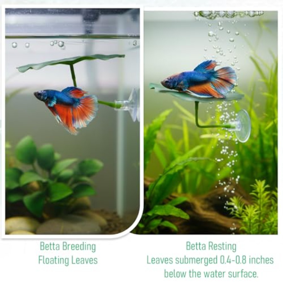3 Stück Betta-Fisch-Blätterhän – Aquarium Fish Betta Bewertung und Preis