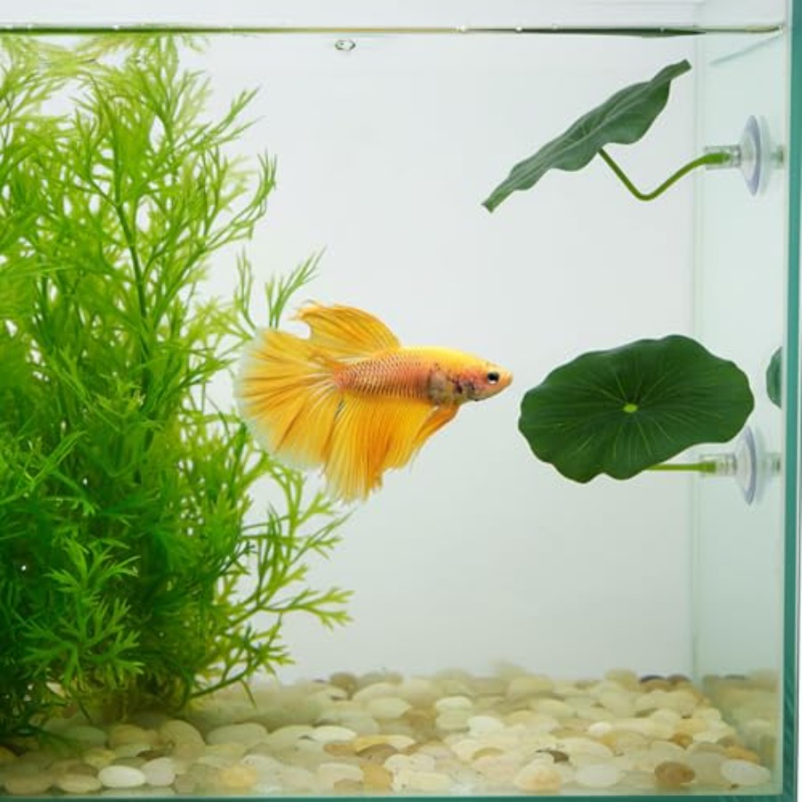 3 Stück Betta-Fisch-Blätterhän – Aquarium Fish Betta Bewertung und Preis