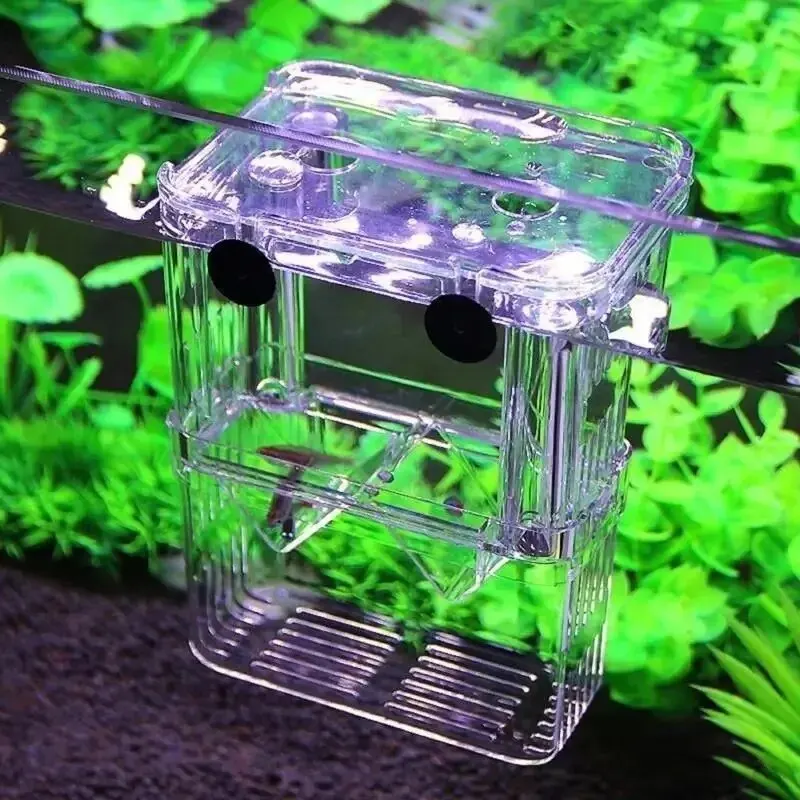 Aquarium Acryl Fisch Zucht Iso – Betta Fish Tank Bewertung und Preis
